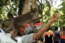 Affen auf der Schulter