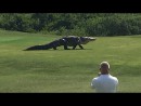 Alligator auf dem Golfplatz!