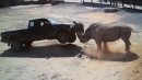Angriff der Nashörner