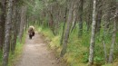 Bären verfolgen Wanderer