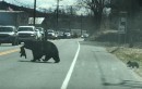 Bärenfamilie muss über die Straße