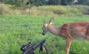 Bambi vs. Gewehr