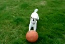 Basketball - Apportieren