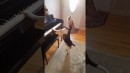 Beagle am Klavier