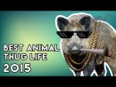 Best Animal Thug Life Compilation 2015