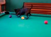 Billard Hund