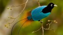 Birds-of-Paradise Project