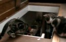 böse Katze!
