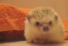 Boogie Boogie Hedgehog