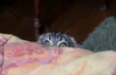 Cat is Watching You