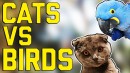 Cats vs. Birds Fail Compilation