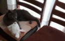 Hasenkatze?