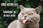 Coole Katzen 2023
