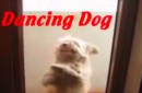 Dancing Dog  #2