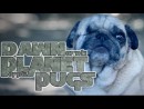 Dawn of the Planet of the Apes (Cute Pug Puppy Version)
