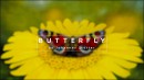DE Bodypaint Illusion - Butterfly