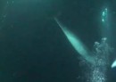Delfin - Rettung auf Hawaii