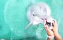 Delfin holt iPhone