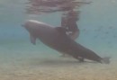Delphin gebärt