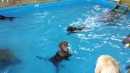 Der nichtschwimmende Hund