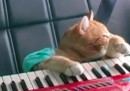 Die Keyboard - Katze nach Zahnarztbesuch