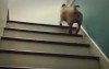 Die Treppe hoch mopsen