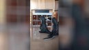 Dino - Treffen am Flughafen