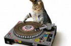 DJ Pult für Katzen