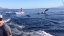 Dolphin Surfing