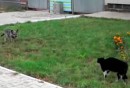 Duell: Katze vs. Hund