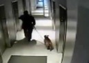 Dummer Hundehalter
