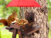 Eichhörnchen-Futterstation