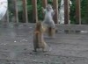 Eichhörnchen - Fight