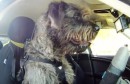 Ein Hund fährt Auto