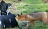 Eine Katze trifft einen Fuchs