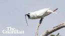 Einlappenkotinga: Der lauteste Vogel der Welt