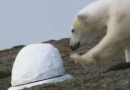Eisbär entdeckt die Kamera