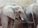 Elefant am bohren