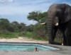 Elefant am Pool