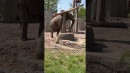 Elefant balanciert gekonnt Baumstämme