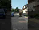 Elefant in Neuwied