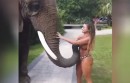 Elefant mag Brüste