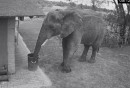 Elefant räumt auf