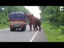 Elefant und der Wegzoll