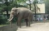 Elefant vs. Zuschauer