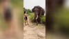 Elefant vs Frau