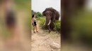 Elefant vs Frau