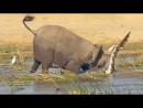 Elefant vs. Krokodil