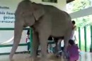 Elefantenpfleger