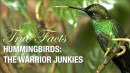 Fakten über den Kolibri